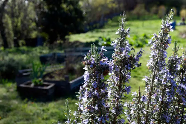 Eggs, Meat, and More from Backyard Ducks