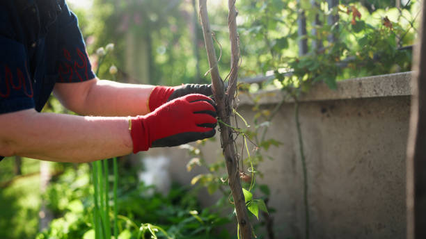 Growing Community: A Guide to Backyard Homesteading - The Urban ...